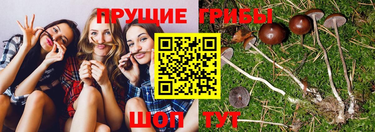 Выборг  Псилоцибиновые грибы MAGIC MUSHROOMS  Вход с VPN 