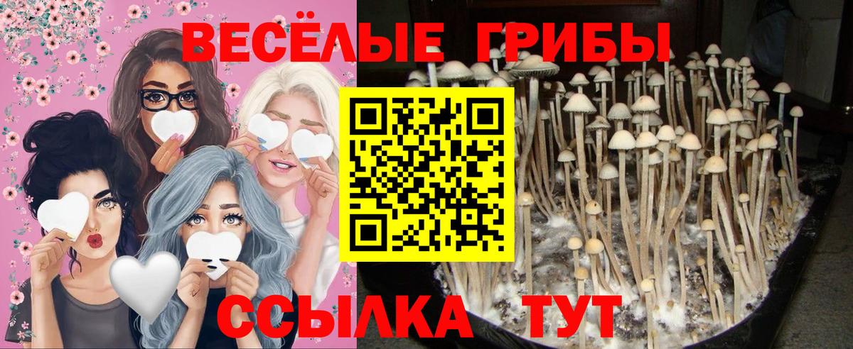 Галлюциногенные грибы Cubensis Выборг